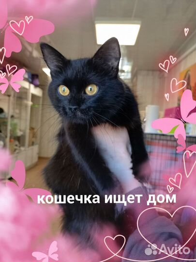 Шикарная кошка Ночка