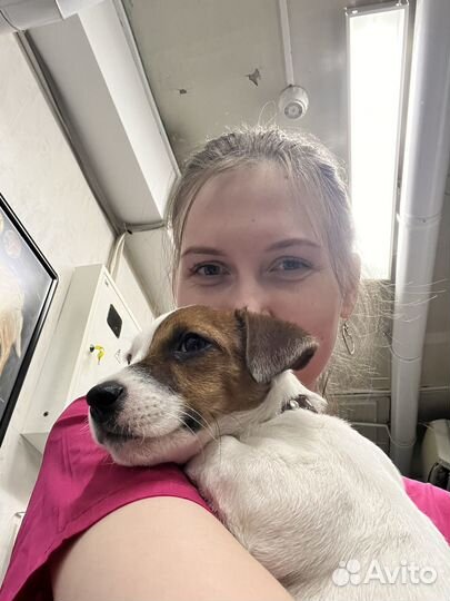 Кинолог, зоопсихолог, передержка,выгул