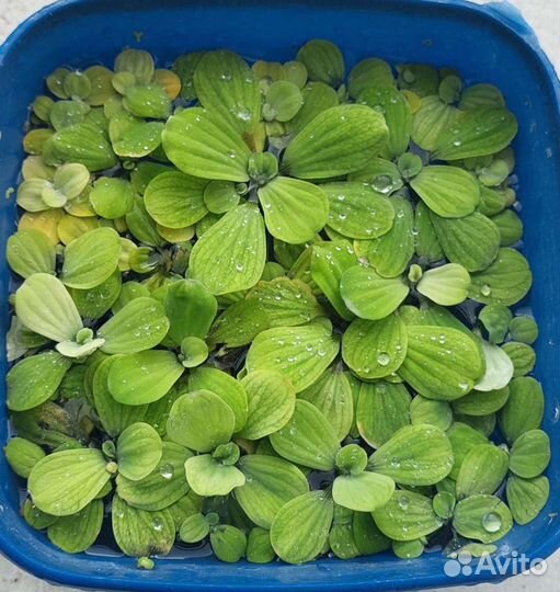 Растение в аквариум, пистия « водоросли »