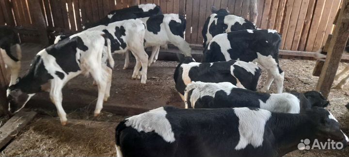 Бычки и быки