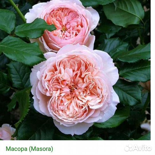 Роза на штамбе