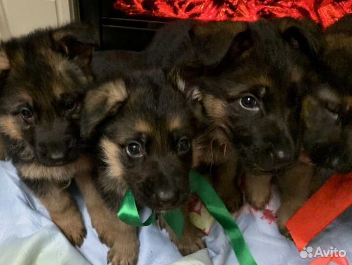 Немцы щенки