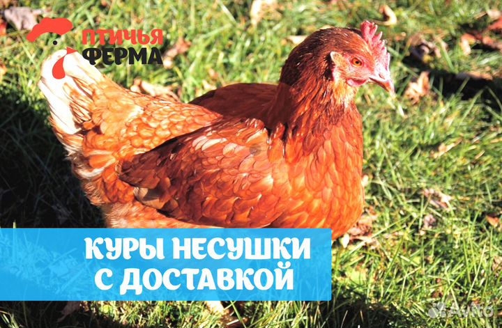 Куры несушки