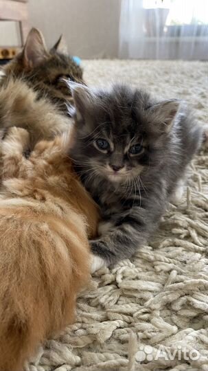 Кошки курильский бобтейл