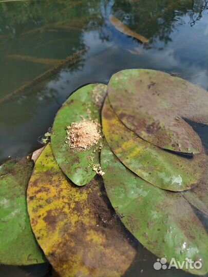 Санг Palo Santo 10 грамм