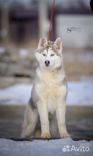 Мальчик хаски из питомника