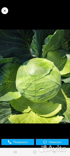 Продам капусту