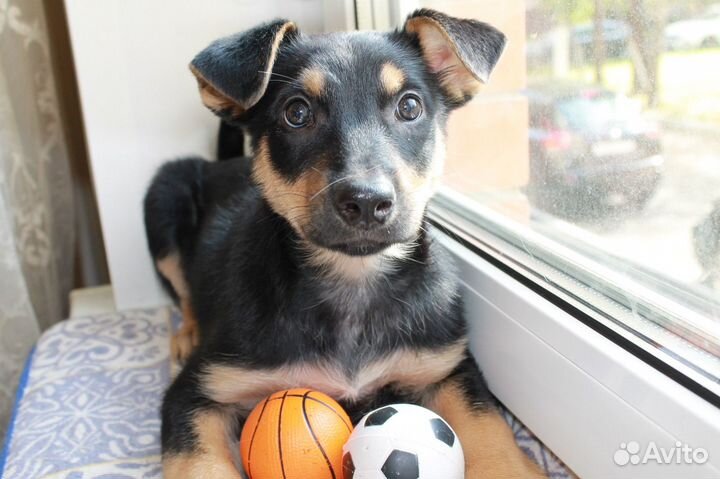 Щенок девочка в добрые руки