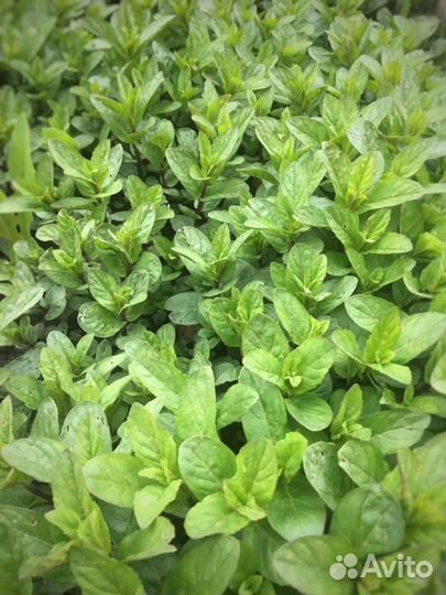 Мята ментоловая (саженцы)