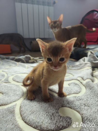 Абиссинские котята