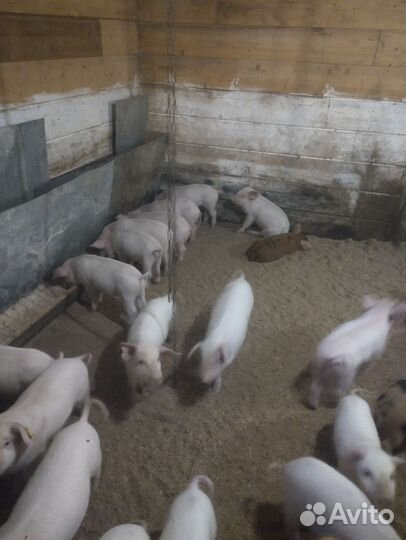 Поросята на откорм