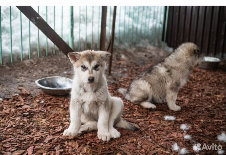 Русский Вольфхунд щенки