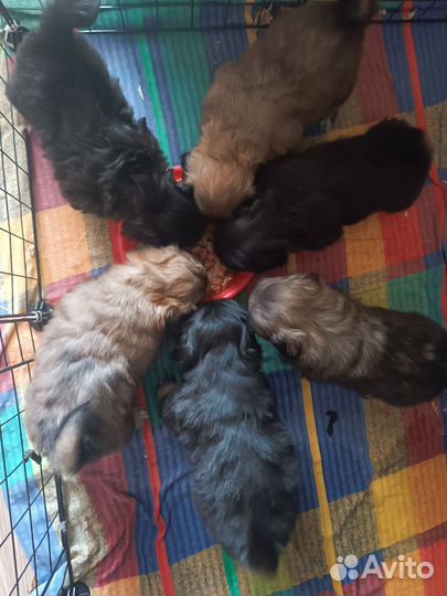 Щенки пекинеса