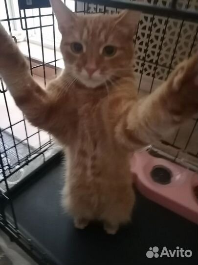 Кошка в дар