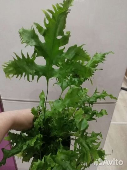 Бегония декоративно лиственная