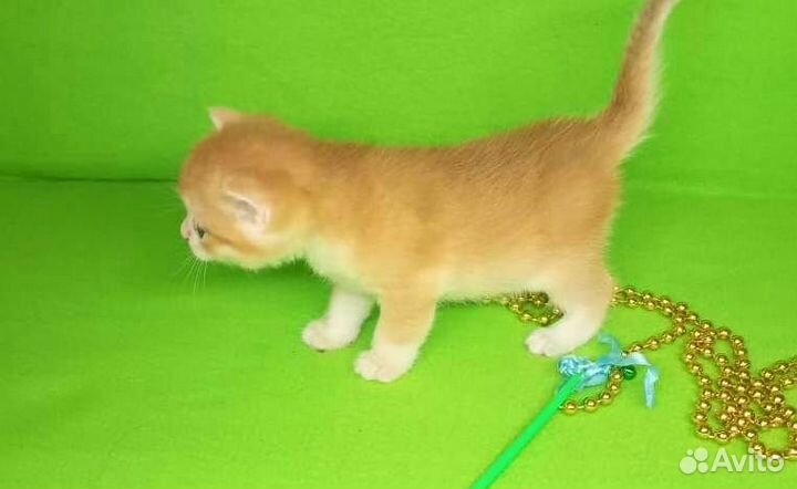 Золотая шиншилла ny 12, сy 12 с документами