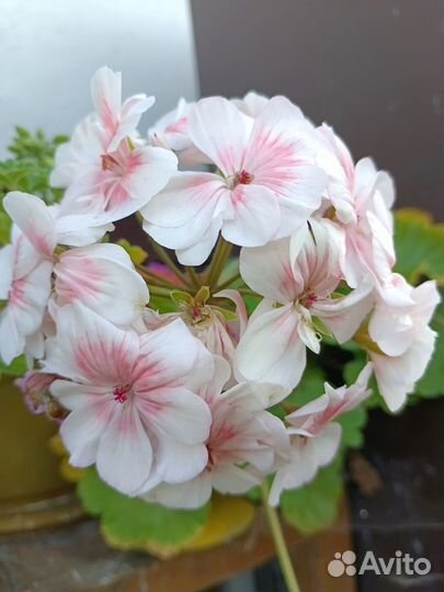 Герань пеларгония зонартик