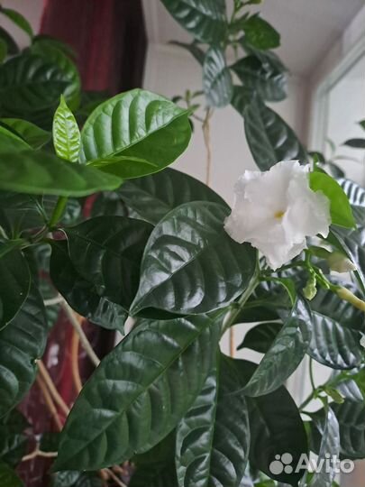 Жасмин домашний