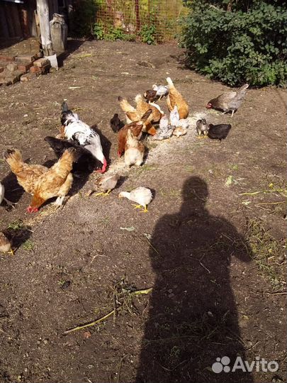 Цыплята доминанты 2 месяца