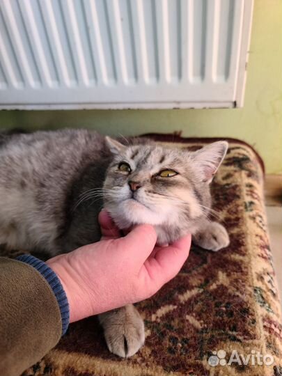 Кошка в добрые руки