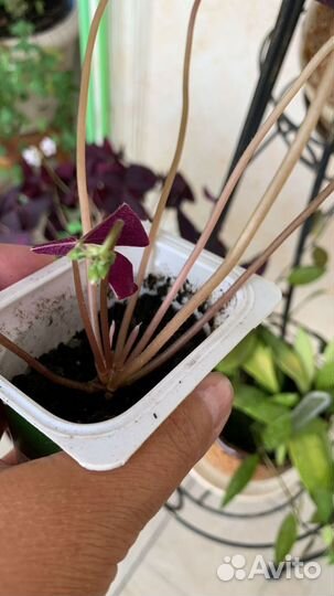 Кислица оксалис (бабочка), фуксия