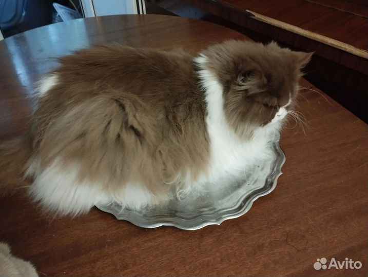 Британская кошка Веста