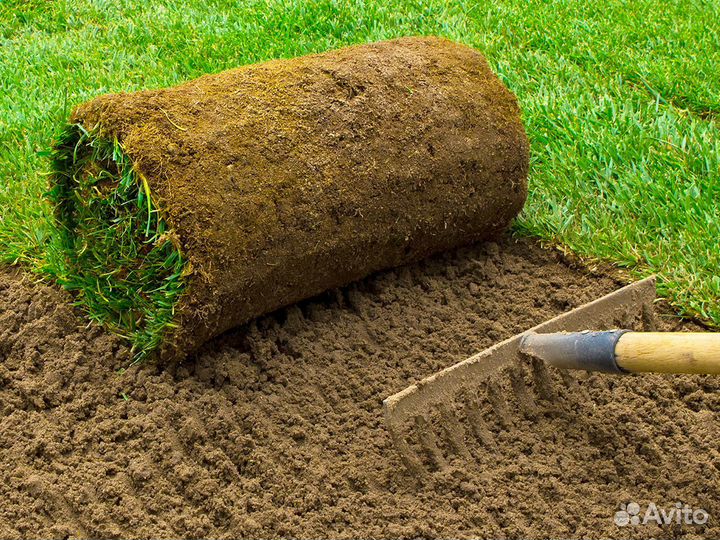 Рулонный газон под ключ