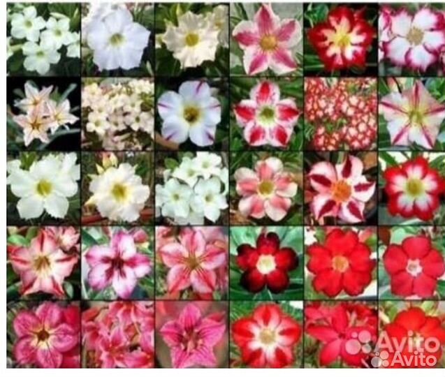 Адениум комнатный