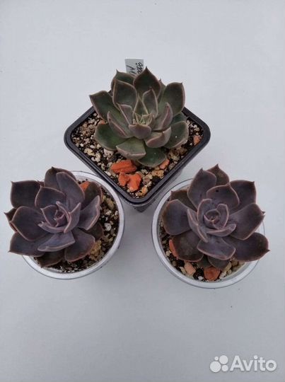 Суккуленты.Редкие эхеверии-1