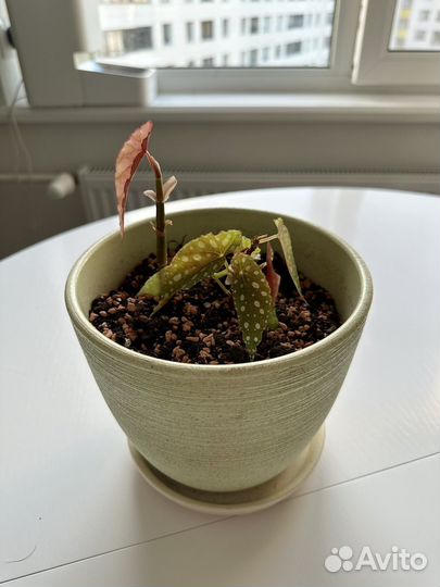 Бегония макулата отводок