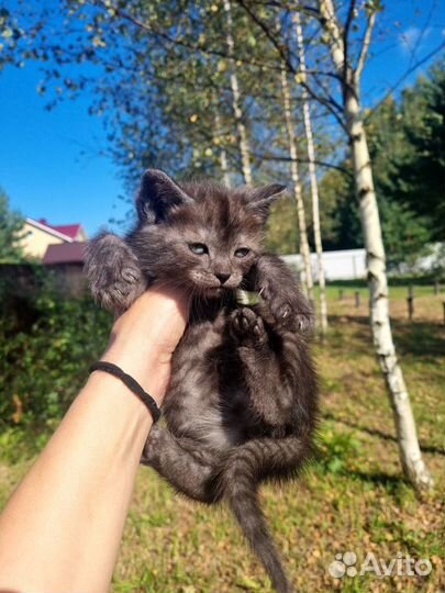 Котенок девочка в добрые руки бесплатно