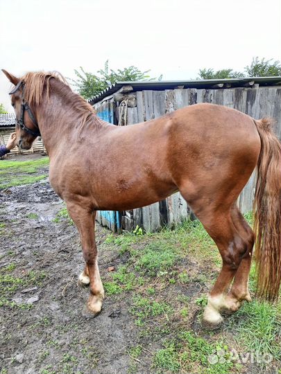 Жеребец 2,4 г. Цена 100000 т.р