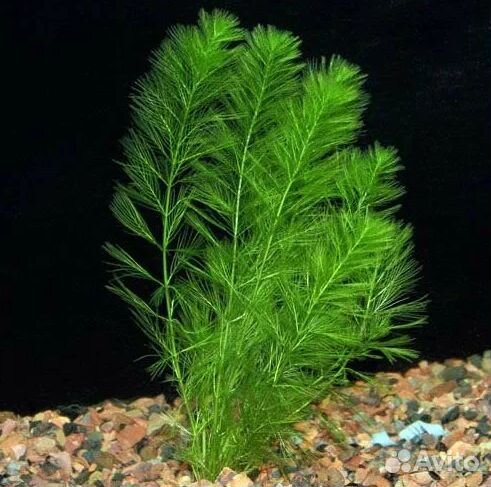 Tетраселмис