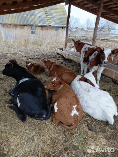 Бычки и телята, телочки айрширки