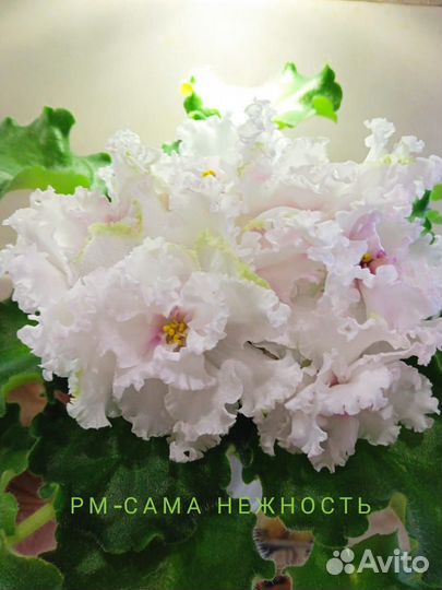 Детки сортовых фиалок