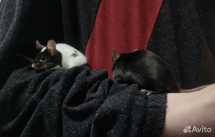 Сатиновые мыши