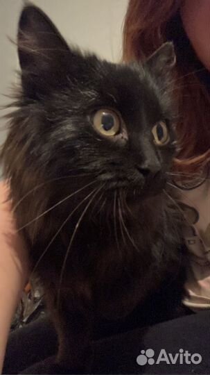 Кошка