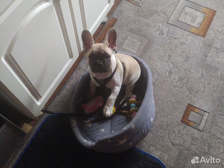 Продам щенка французский бульдог, 2,5 месяца