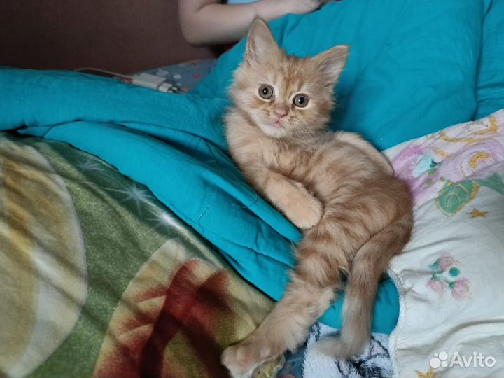 Котенок девочка 2 месяца