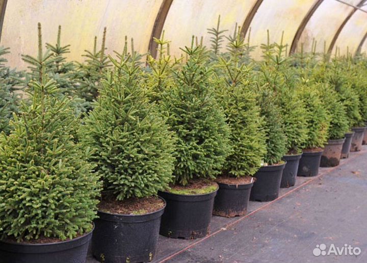 Саженцы кедров, сосны, ели, туи, можжевельники