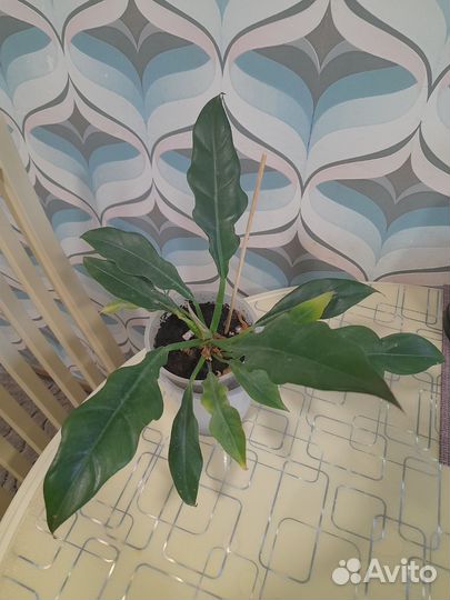 Комнатные цветы