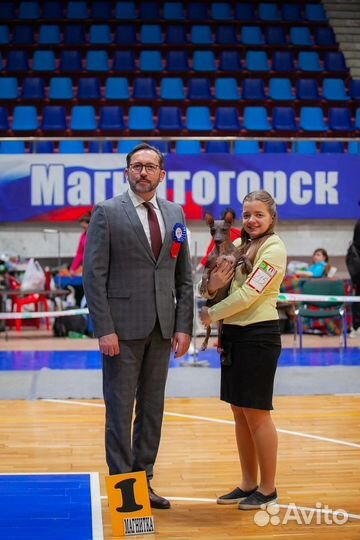 Американский голый терьер