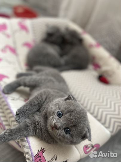 Британские котята