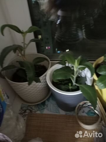 Каланхоэ лечебное