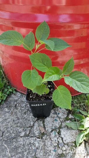 Гортензия Анабель, есть цветущие