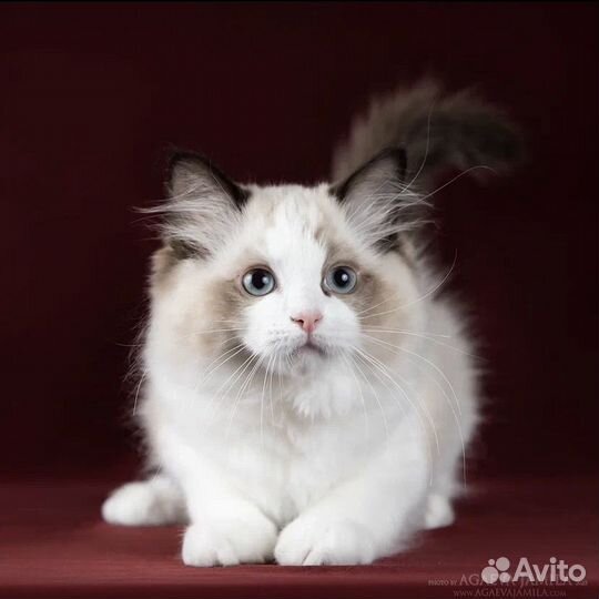 Рэгдолл котик Том