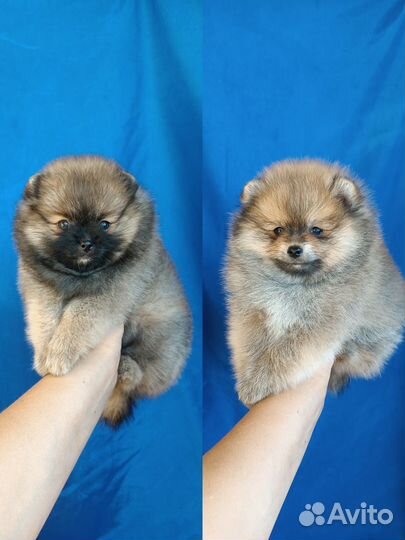 Померанский шпиц