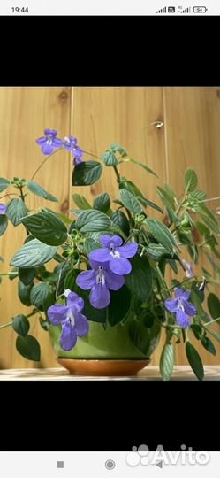 Стрептокарпелла