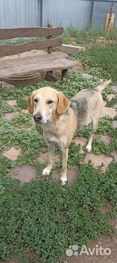 Собака порода русская гончая в добрые руки