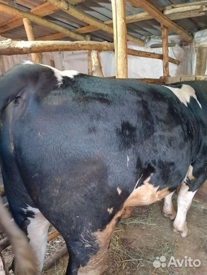 Быки на мясо